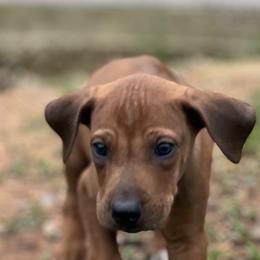 Boy 1 - Rhodesian Ridgeback puppy in Tryon, Oklahoma from Troubadour Ranch