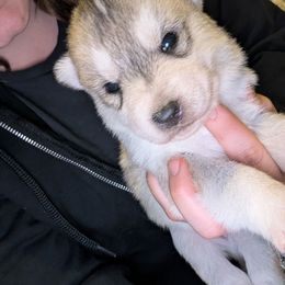 Major - Gray and white male Siberian Husky puppy in Wisconsin from Liberty Siberians
