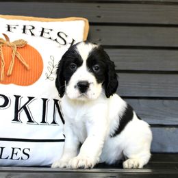 Girl 3 - Black and white English Springer Spaniel puppy in Swainsboro, Georgia from Sweet Georgia Springers