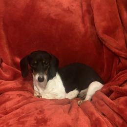 Velma - Dachshund
