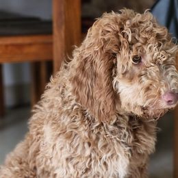 Penny - Labradoodle puppy in California from Daisy Uribe's Labradoodles