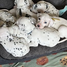 Dalmatian Puppies from Dalmatian Creation
