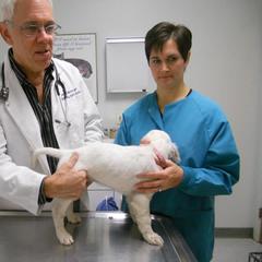 English Setter Puppies from Finlauson's Pet Care Center and Granite State Service Dogs