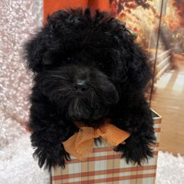 Rhett - Black male Poodle puppy in West Plains, Missouri from Puppies-4U