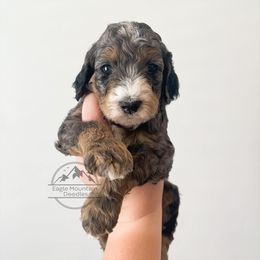 Goldendoodle Puppies from Eagle Mountain Doodles