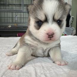 Eclipse - Black and white female Pomsky puppy in Valparaiso, Indiana from Valparaiso Pomskys