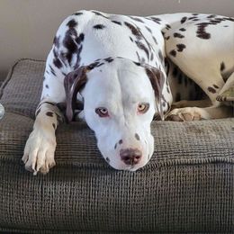 Roxy - Dalmatian