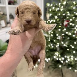 Flicker - Red  female Poodle puppy in Caldwell, Idaho from Boise Doodle Co.