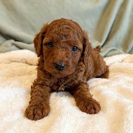 Mello - Red Toy Goldendoodle - Red  male Goldendoodle puppy in Lancaster, California from Kid's Best Doodle