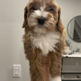 Australian Labradoodle and Goldendoodle Puppies from The Moon Doodles