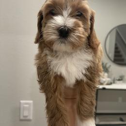 Australian Labradoodle and Goldendoodle Puppies from The Moon Doodles