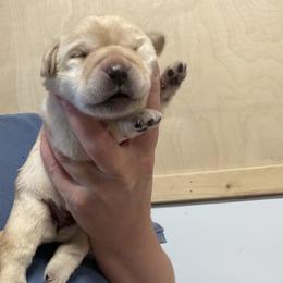 Girl 3 - Yellow female Labrador Retriever puppy in Strafford, New Hampshire from Alley Rock Labradors, LLC