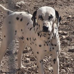 Dalmatian puppies from Spotty Bottom Dalmatians