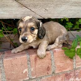 King - Cream male Dachshund puppy in Deming, New Mexico from FoxieDoxies of New Mexico
