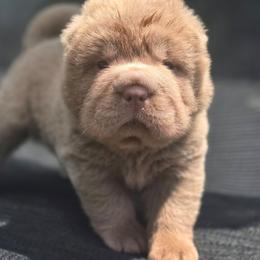 Mango - Lilac dilute female Chinese Shar-Pei puppy in Salem, Ohio from WrinkleMonsters