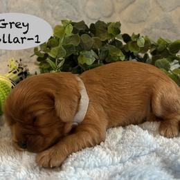 AKC Boy-2 - Ruby male Cavalier King Charles Spaniel puppy in Augusta, Wisconsin from My Little Pups