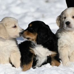 Bernese Mountain Dog, Golden Mountain Dog, and Golden Retriever Puppies from Grateful Bernese & Gage's Goldens