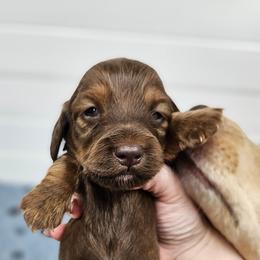 Cooper - Red male Dachshund puppy in Anaconda, Montana from Montana Country Dachshunds