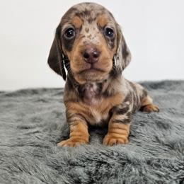 Chocolate and tan dapple male - Dapple male Dachshund puppy in Belle Rive, Illinois from Akin's Miniature Dachshunds, LLC