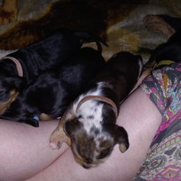 American Leopard Hound Puppies from Black Dragon Hounds
