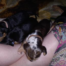 American Leopard Hound Puppies from Black Dragon Hounds