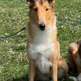 Leia - Collie