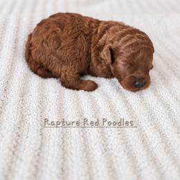 Pecan - Red  female Poodle puppy in Midway City, California from Rapture Red Poodles