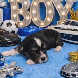 Black boy - Black and tan male Havanese puppy in Vinita, Oklahoma from Locust Creek Shih Tzu & Havanese