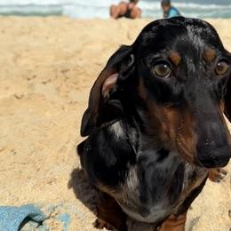 Dachshunds from A&A Mini Dachshunds