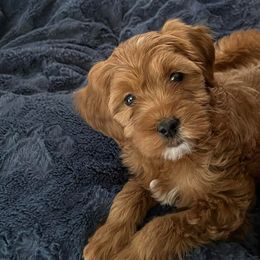 Goldendoodles, Labradoodles, and Poodles from Cuddles and Curls - NC Doodles