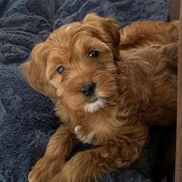 Goldendoodles, Labradoodles, and Poodles from Cuddles and Curls - NC Doodles