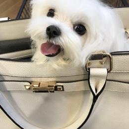 Maltese Puppies from Made to Love Maltese LLC