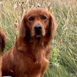 Brodie - Golden Retriever