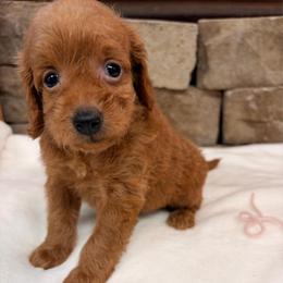 Miniature Girl Goldendoodle Pink Collar - Apricot female Goldendoodle puppy in Cullman, Alabama from My Awesome Rover