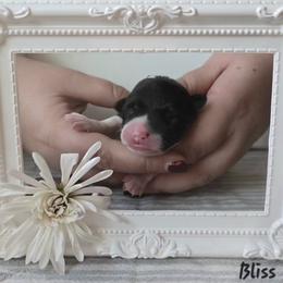 Bliss - Black and tan female Pembroke Welsh Corgi puppy in Citrus Heights, California from The Joy of Corgis
