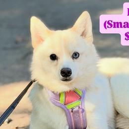 Pomskies from Geaux Pomsky