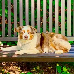 Miniature American Shepherds from Paula's Miniature American Shepherds