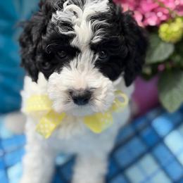 Oregano - male Cavapoochon puppy in North Lawrence, Ohio from Liberty Pups