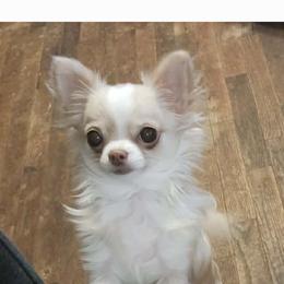 Versace - Chihuahua