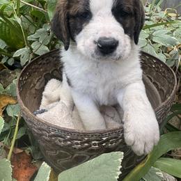 Shimmer - Brown and white female Saint Berdoodle puppy in Traverse City, Michigan from Bare Paws Saint Berdoodles