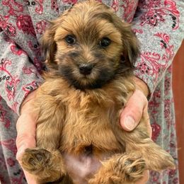 Sammie - Red sable male Havanese puppy in Melba, Idaho from Lawson Havanese