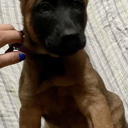 Belgian Malinois Puppies from BlueStone