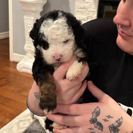 Pluto - Tri-color male Bernedoodle puppy in Spring, Texas from Sterling Star Doodles