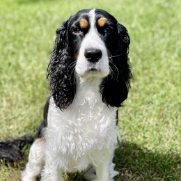 Basil - English Springer Spaniel