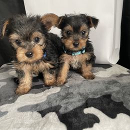 Yorkshire Terrier Puppies from Purple Ribbon Yorkie Kennel