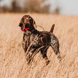 Annie - German Shorthaired Pointer
