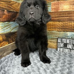 Xander - Black Newfoundland puppy in Tully, New York from Bear Paw Newfoundlands