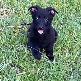 Orange collar - Black German Shepherd puppy in Punta Gorda, Florida from Blitzenhaus Working Dogs