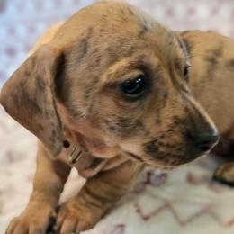 Gray - Brindle female Dachshund puppy in Colony, Kansas from Randal'sDachshunds
