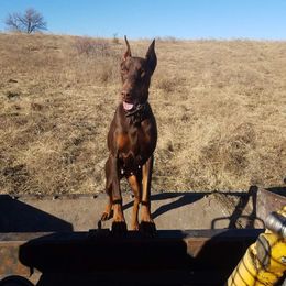 Doberman Pinscher All Grown Up from Cumplido Dobermans